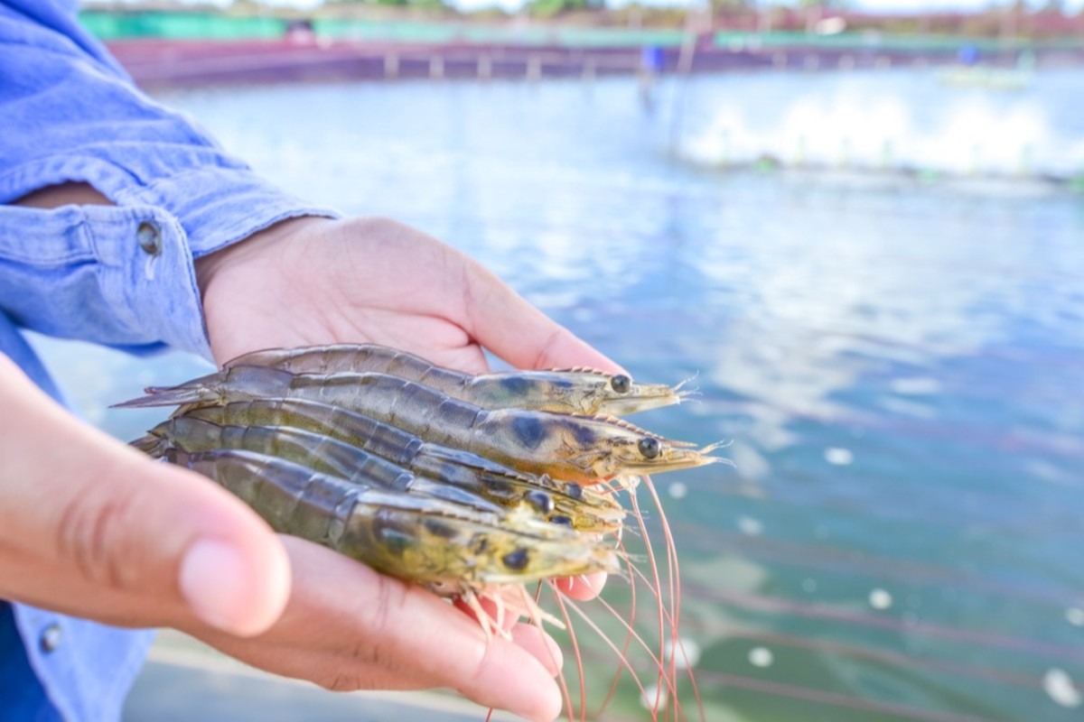 Image of a producer inspecting shrimp at an aquaculture farm