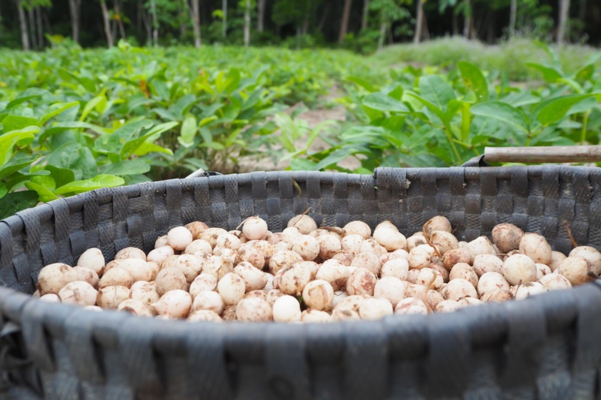 Image of bambara nuts in a basket after harvest