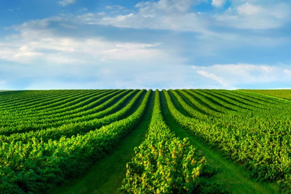 Image of a field