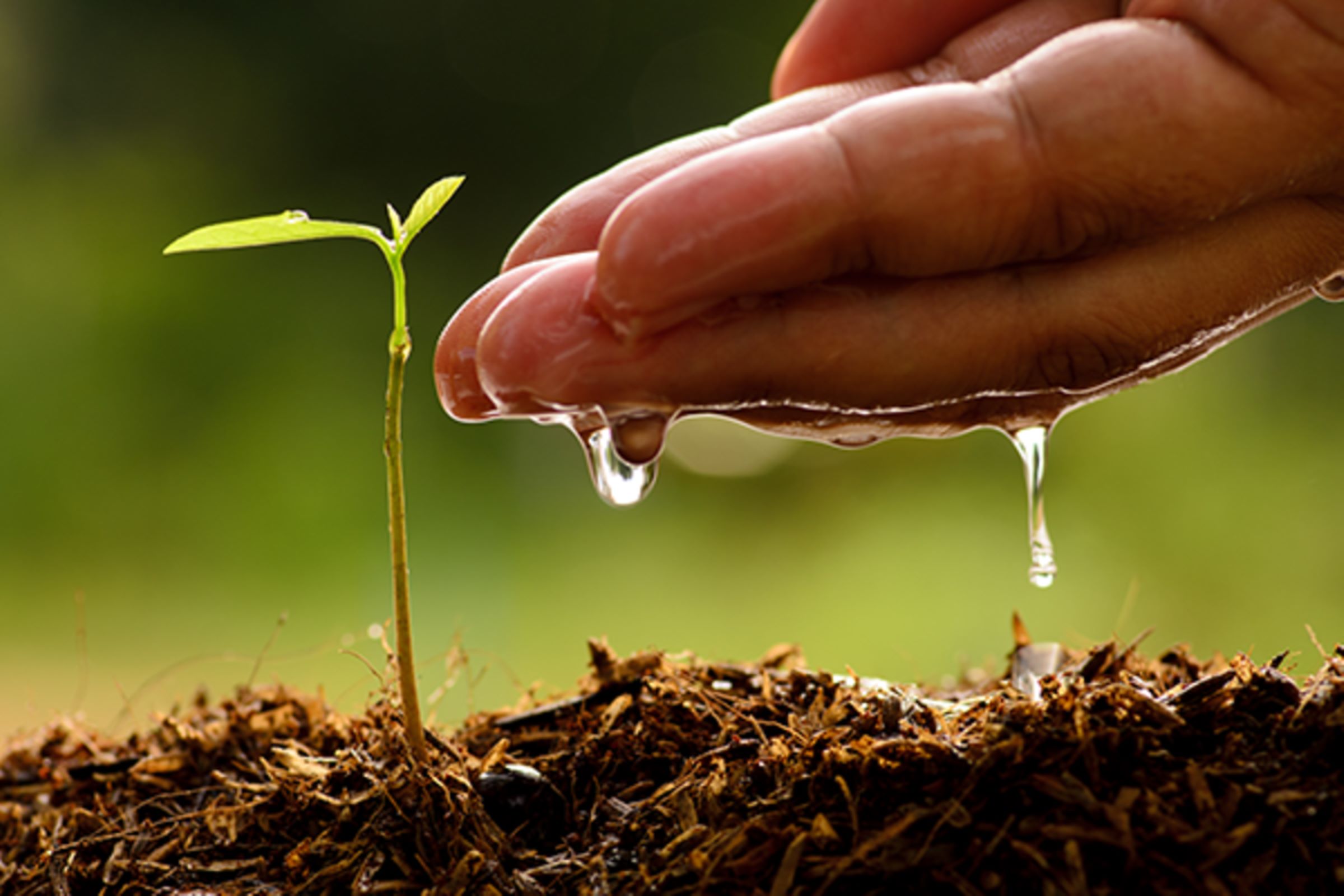 Image of a producer watering a seedling