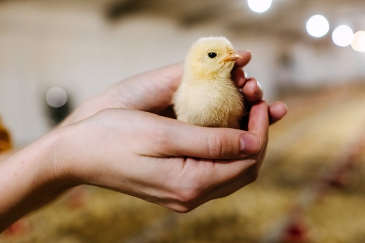 Image of a Jordanian poultry farm