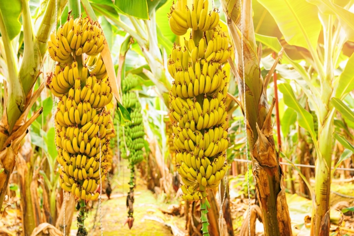 Image of a banana plantation