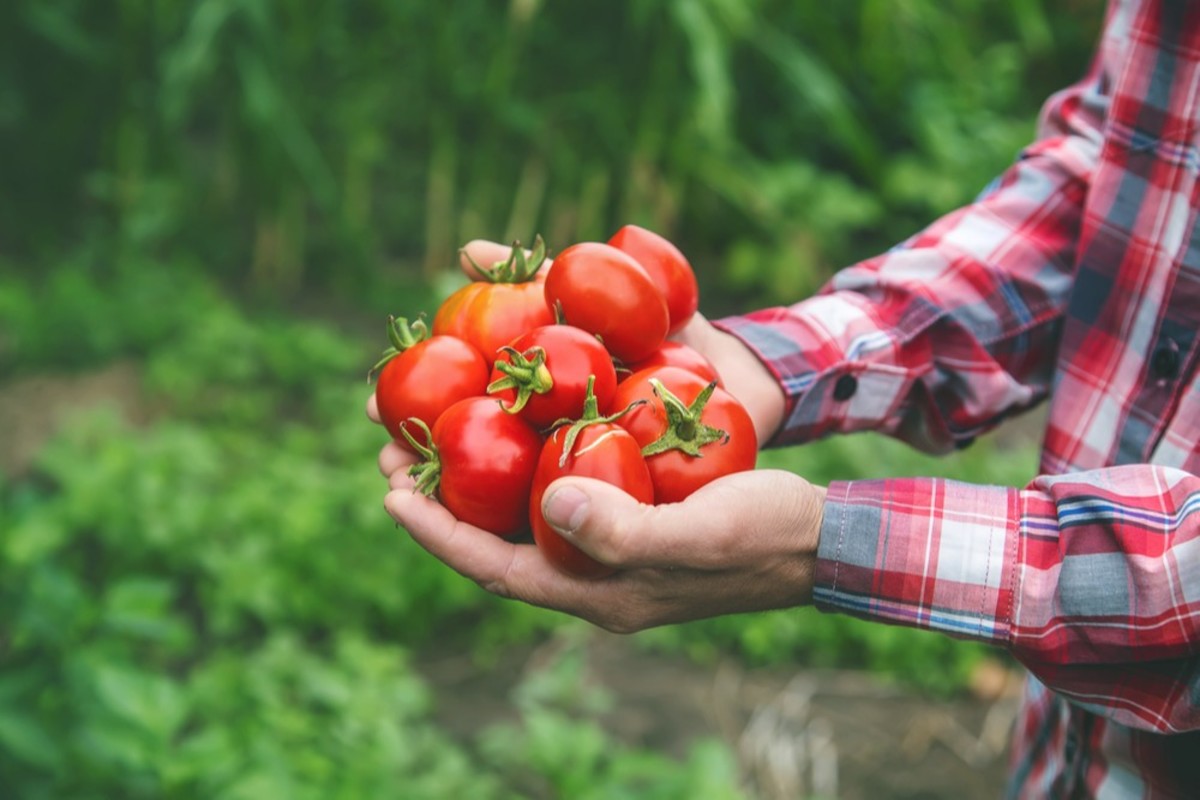 Image of a producer holding tomatoes after harvest