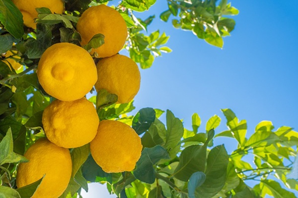 Image of lemons on a fruit farm