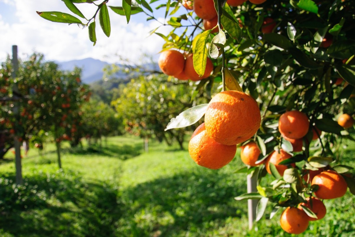 Image of oranges on a fruit farm