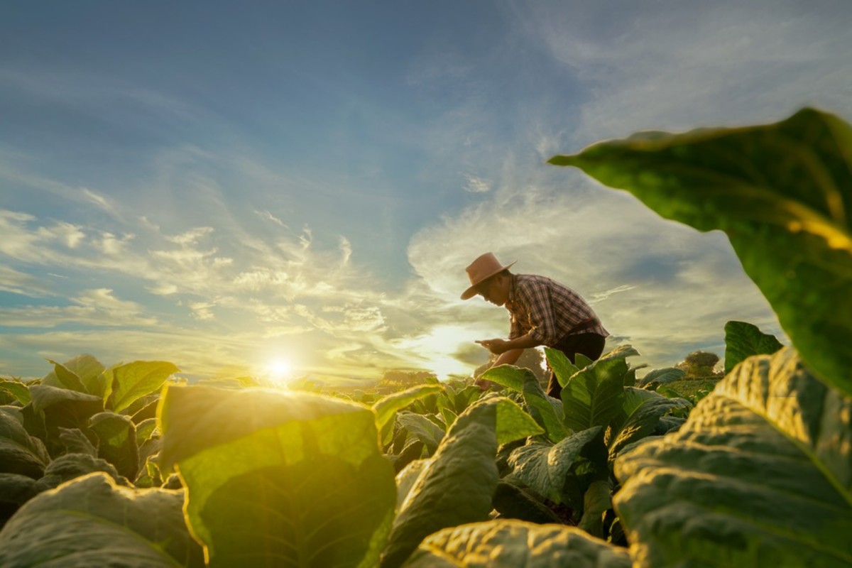 Image of a producer working in a field at sunrise