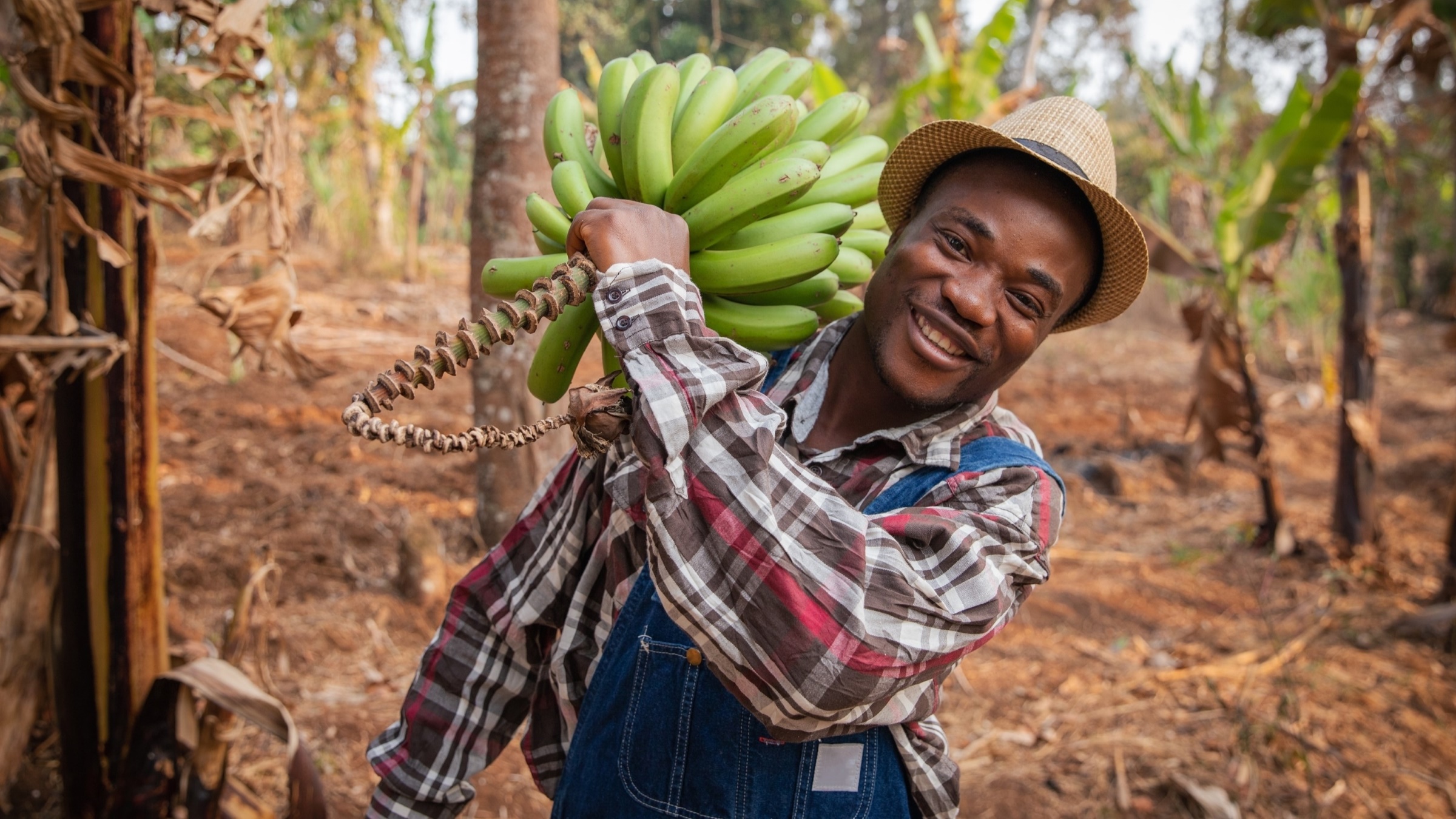 Image of a farm worker harvesting bananas