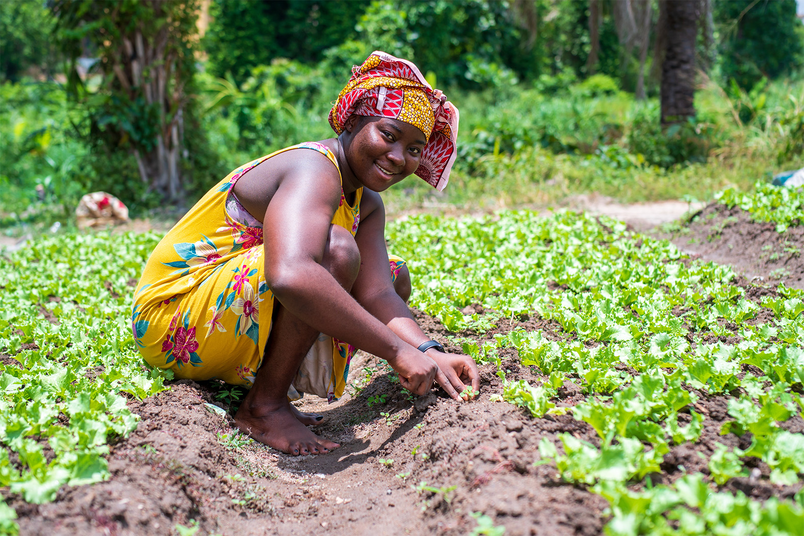 Image of a worker checking young plants in the field