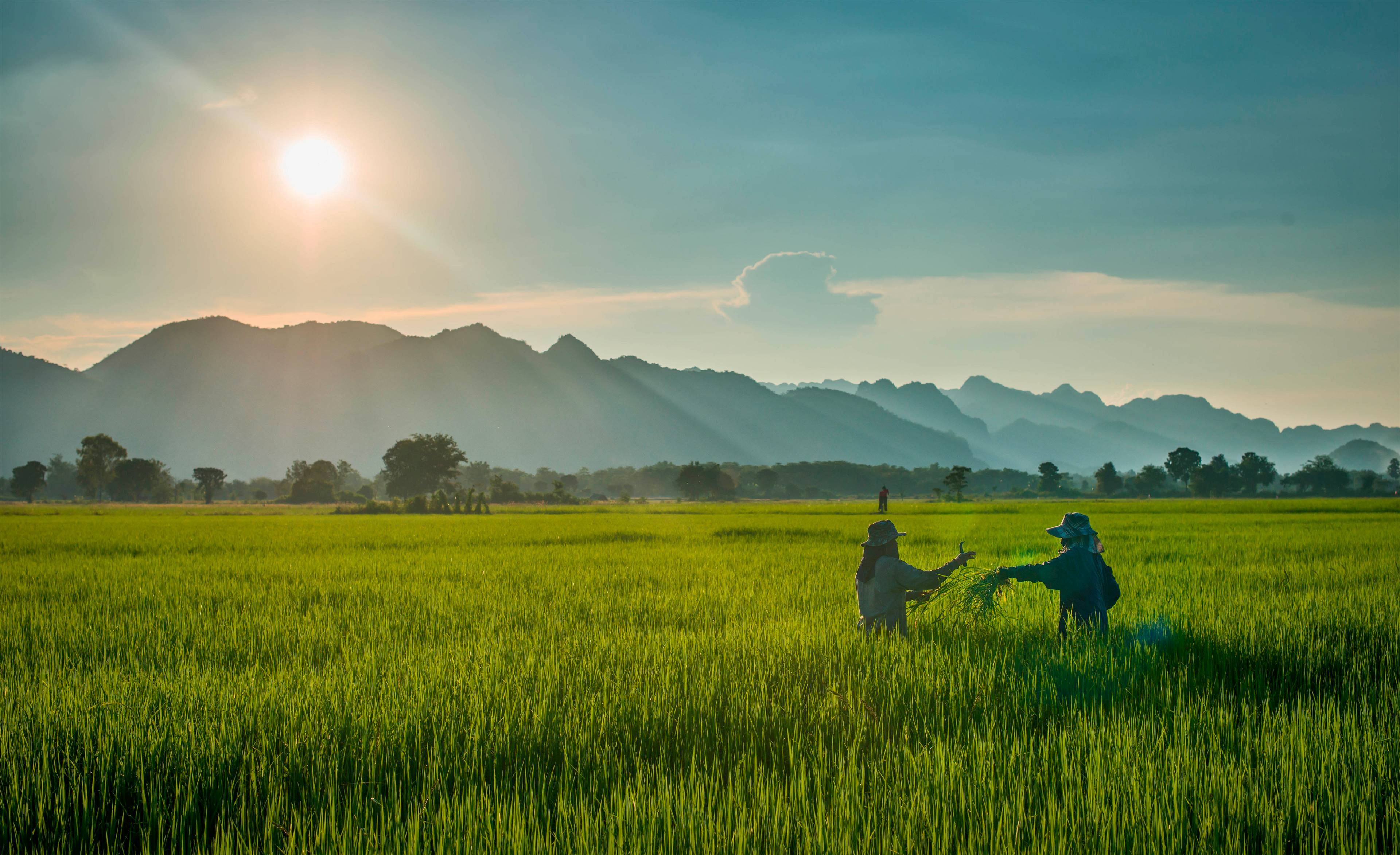 Image of two farmers harvesting crops in a field