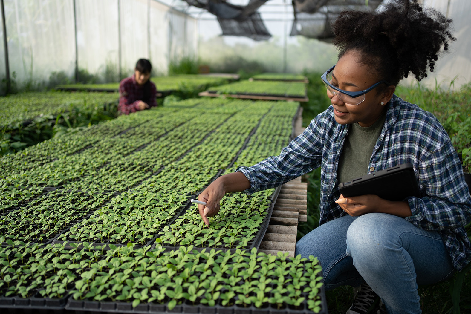 Image of a certification body auditor inspecting a plant nursery