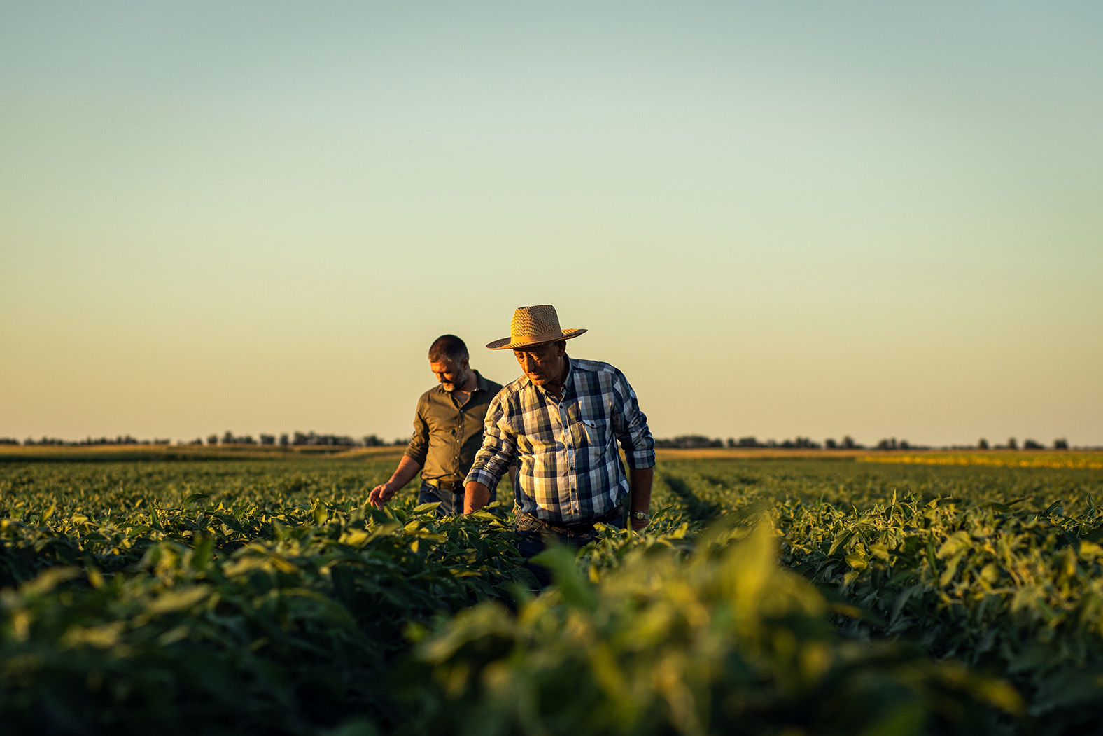 Image of two farmers in a field at sunset examining a soybean crop