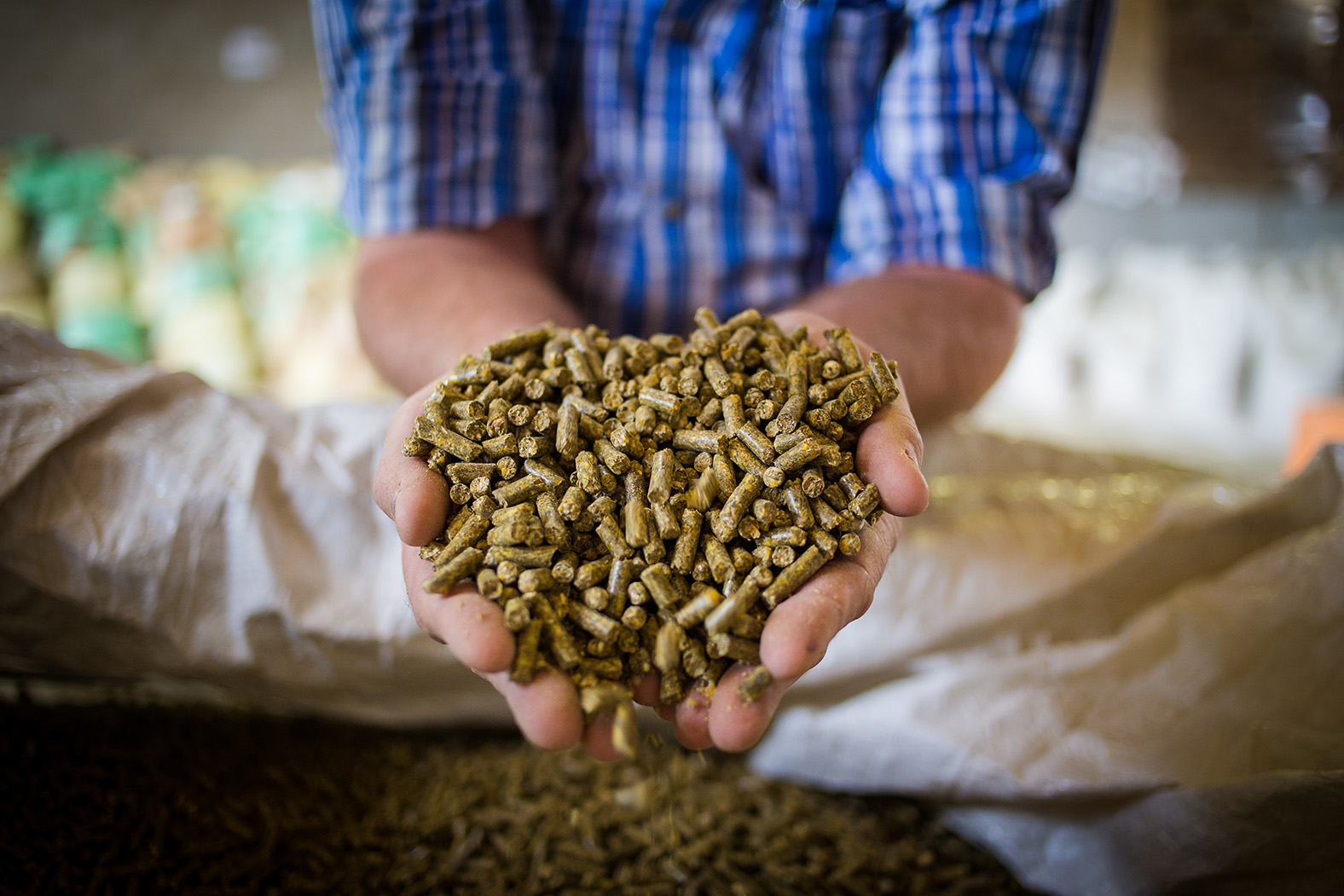 Image of a compound feed manufacturer holding a sample of finished feed