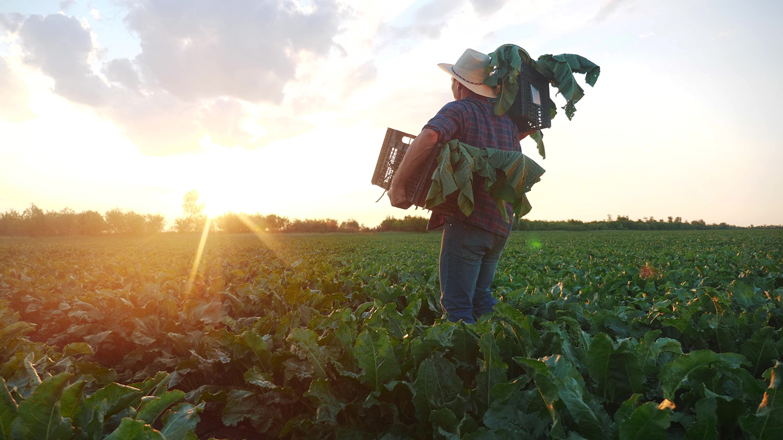 Image of a producer carrying a box of harvested vegetables