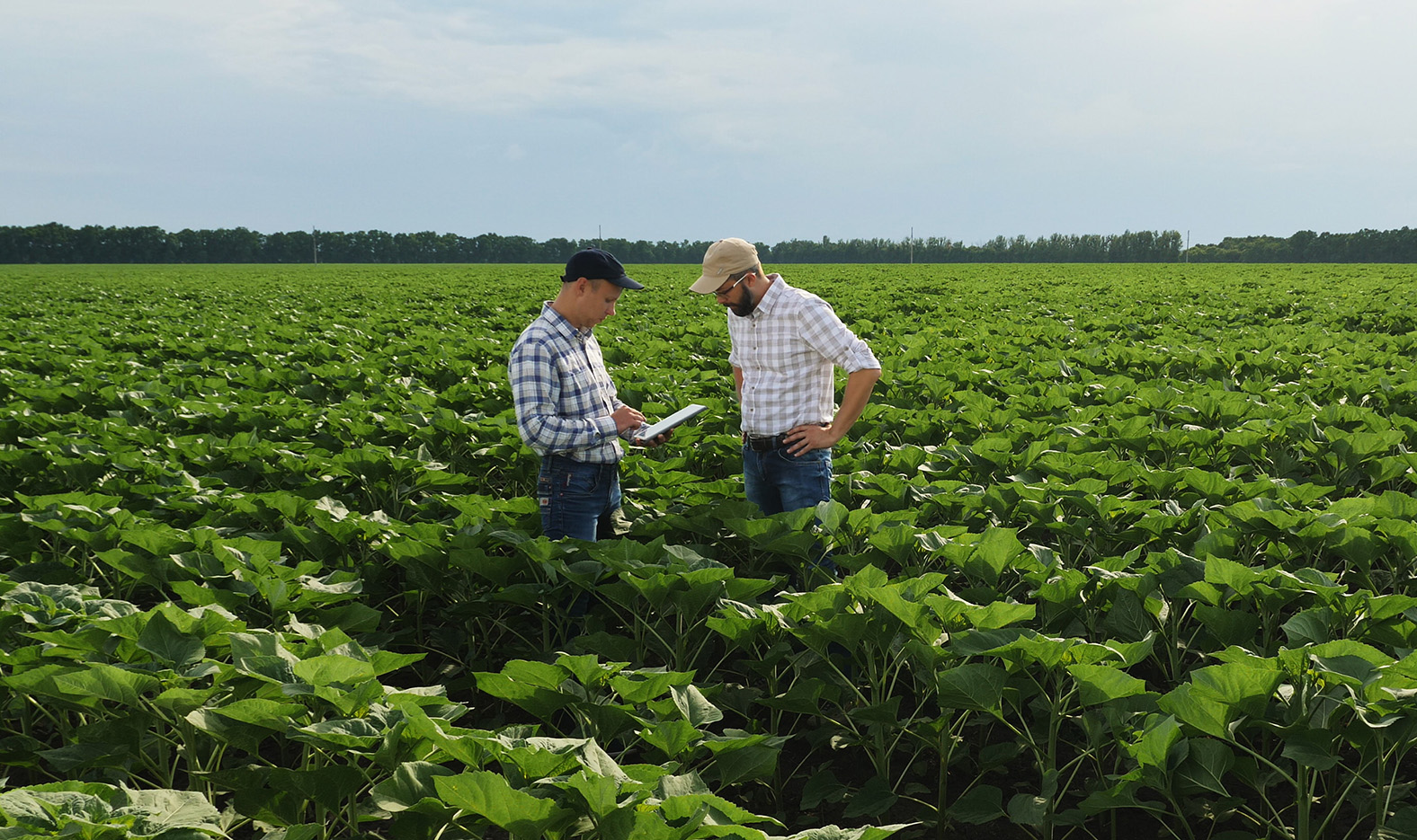 Image of certification body auditors in a field submitting information for the audit report on a tablet