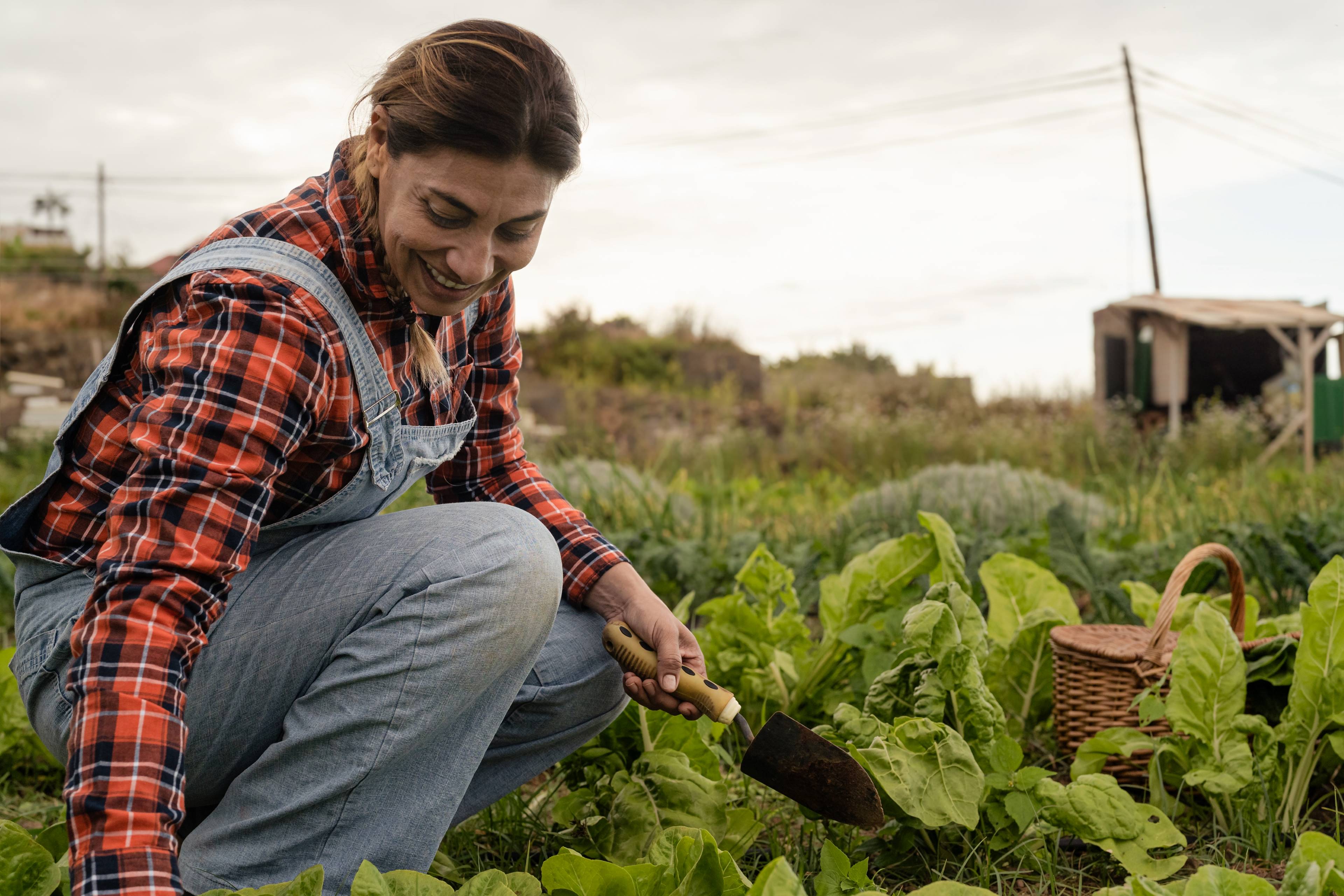 Image of a worker harvesting lettuce in a field