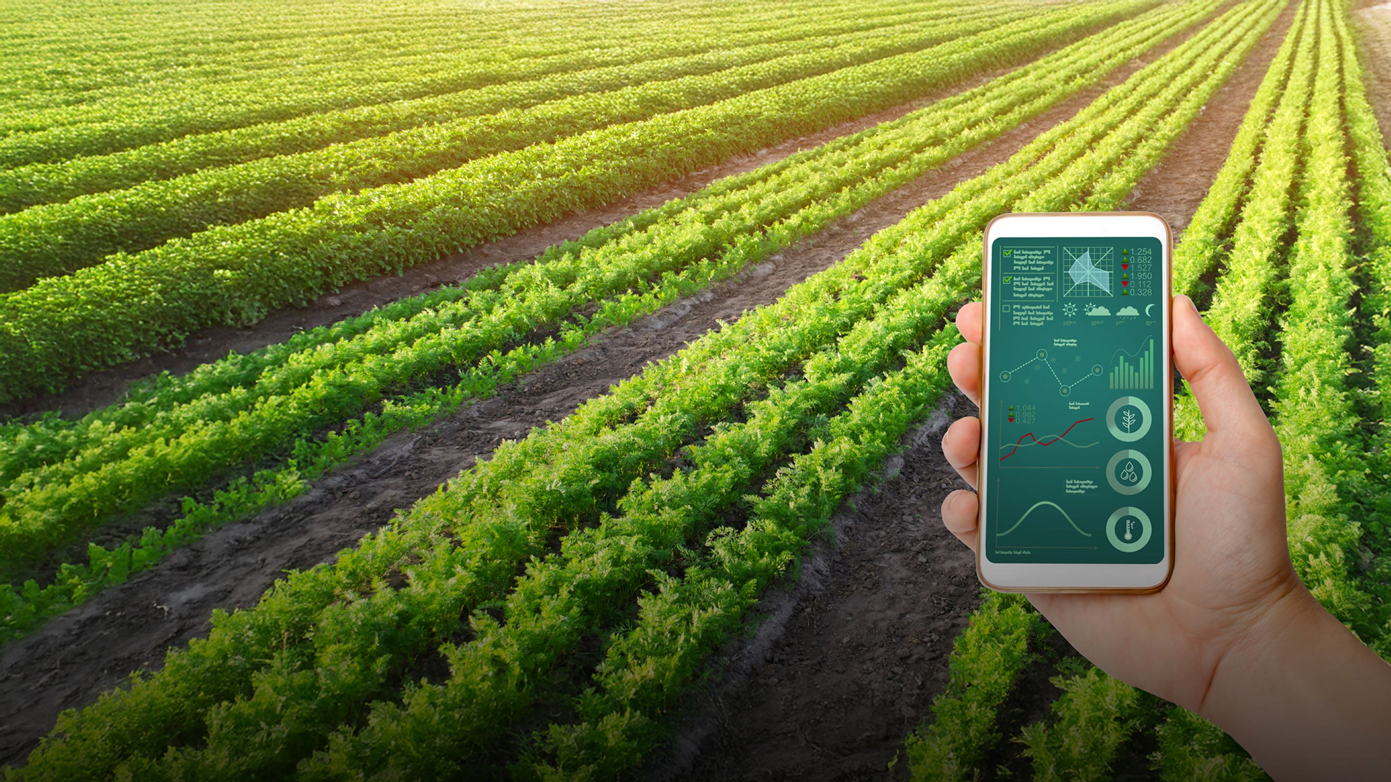 Farmer using data insights to manage field of crops.