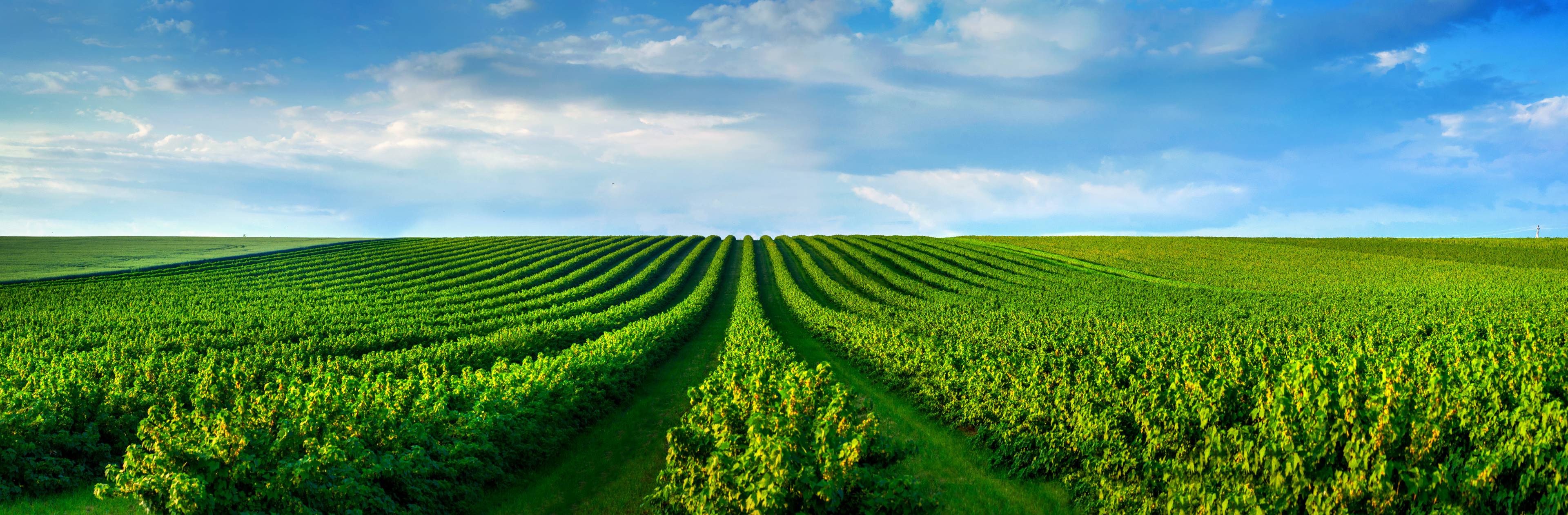 mage of a berry plantation stretching to the horizon