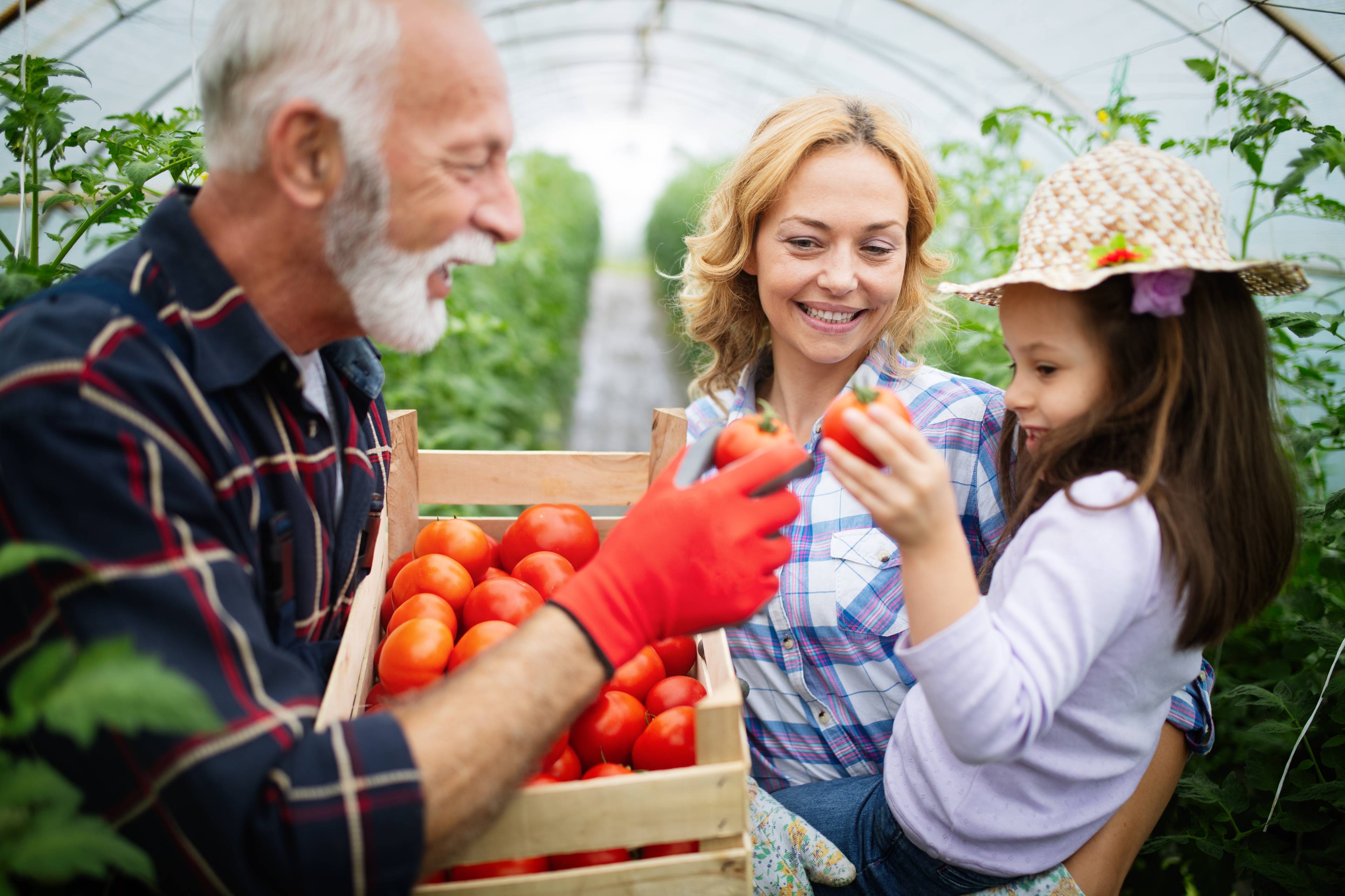 Image of a producer showing fresh produce to a family in a greenhouse