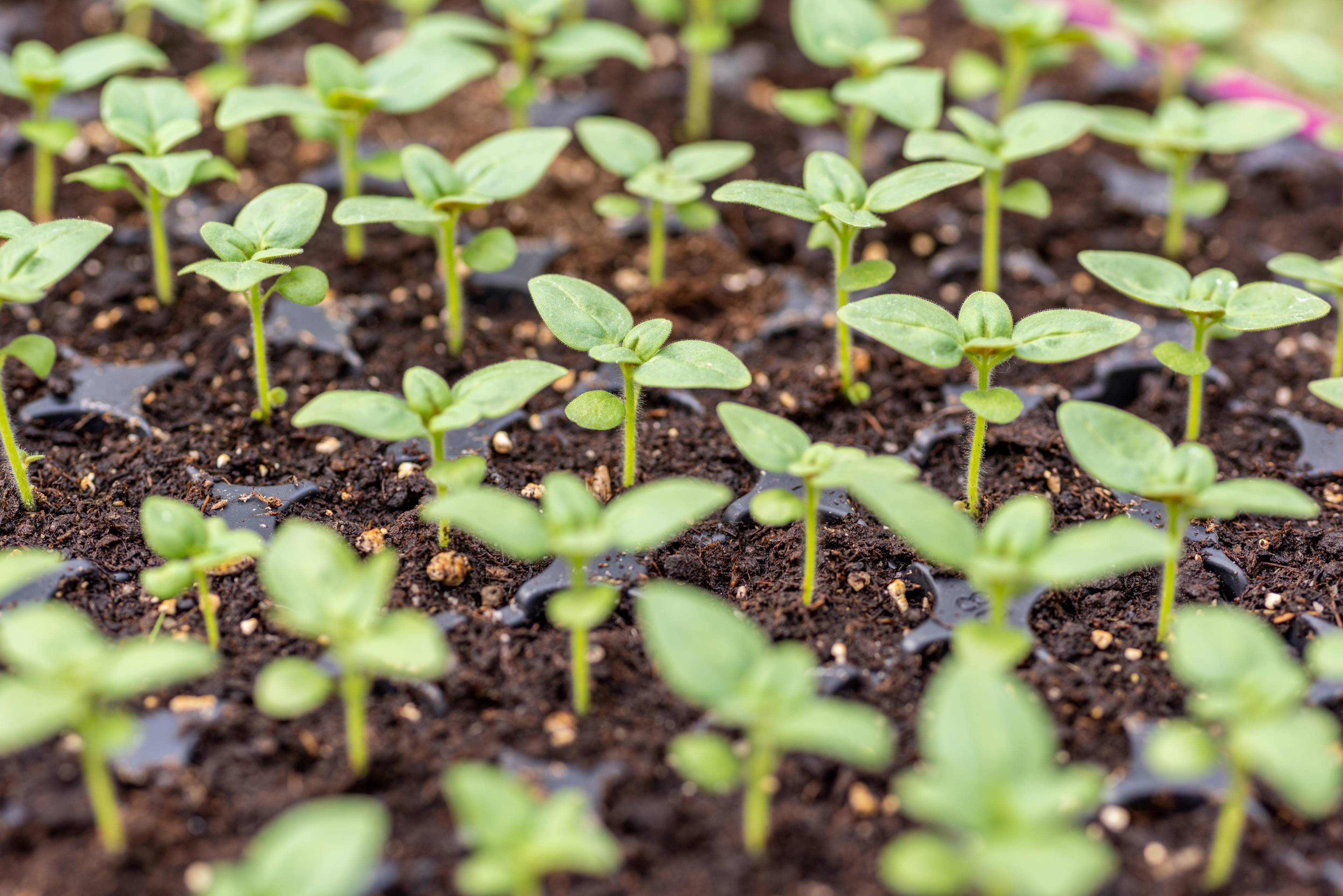 Image of young flower seedlings