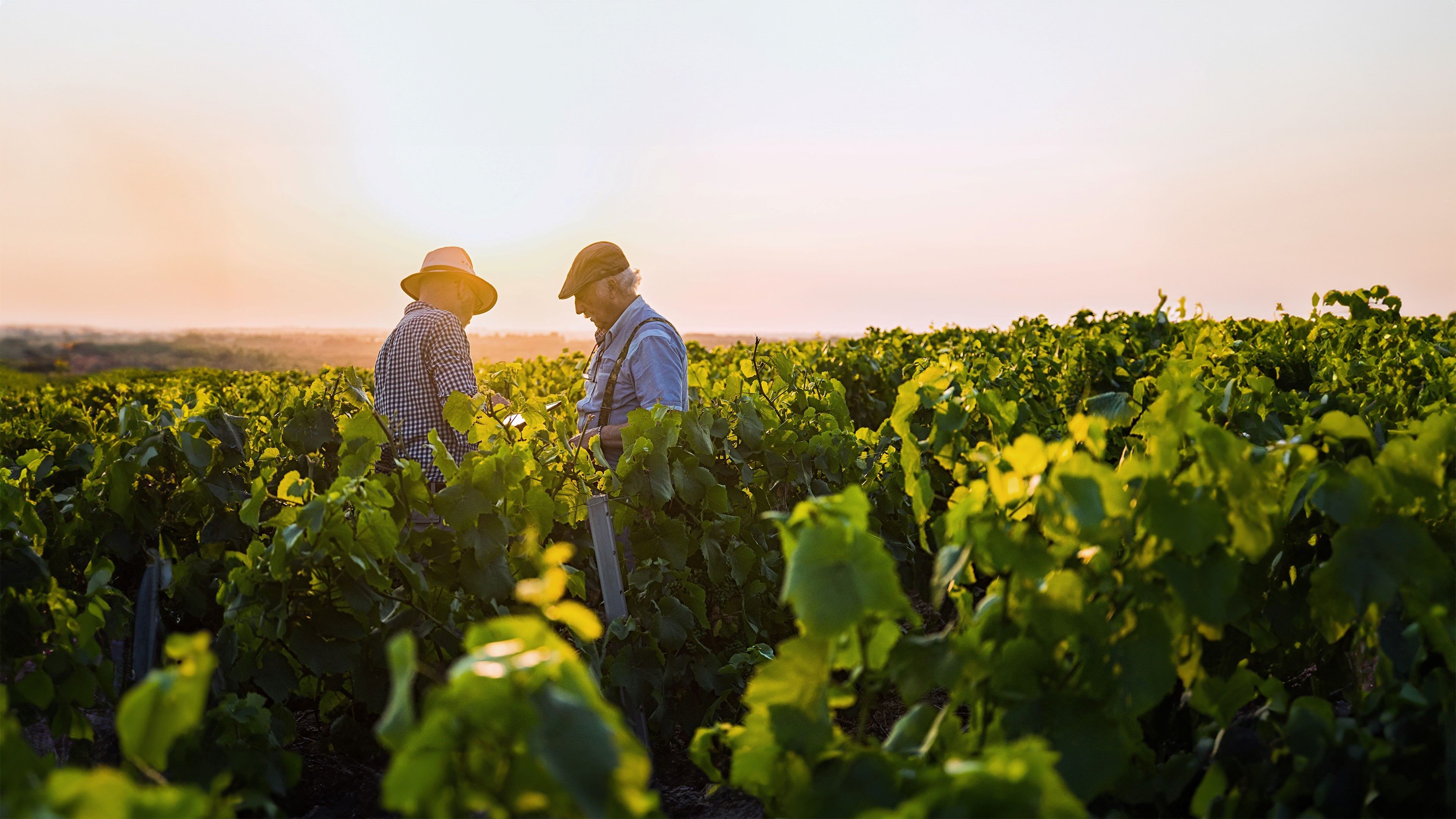 Image of two producers discussing plant growth in a field of crops