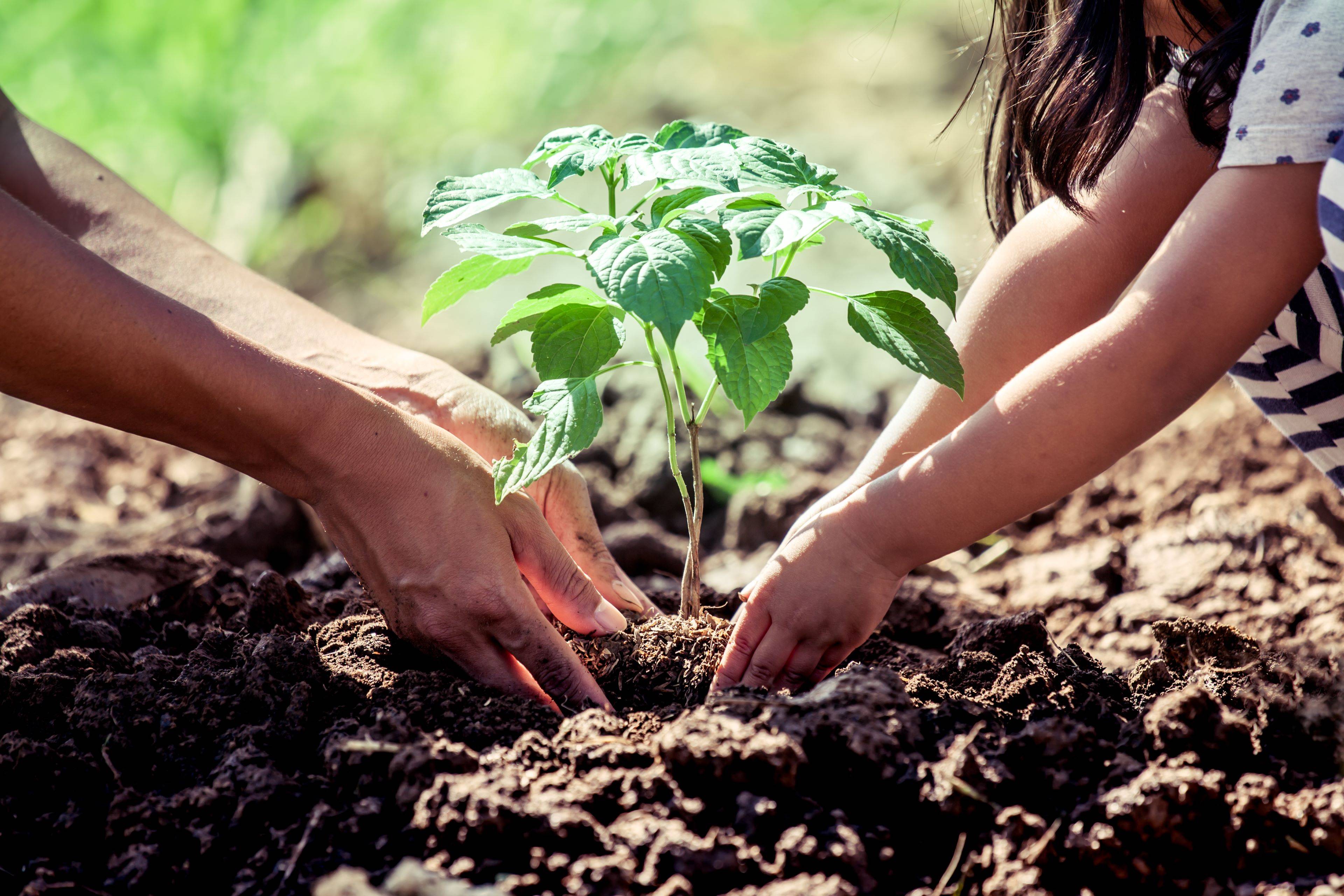 Image of two producers transplanting a fruit tree