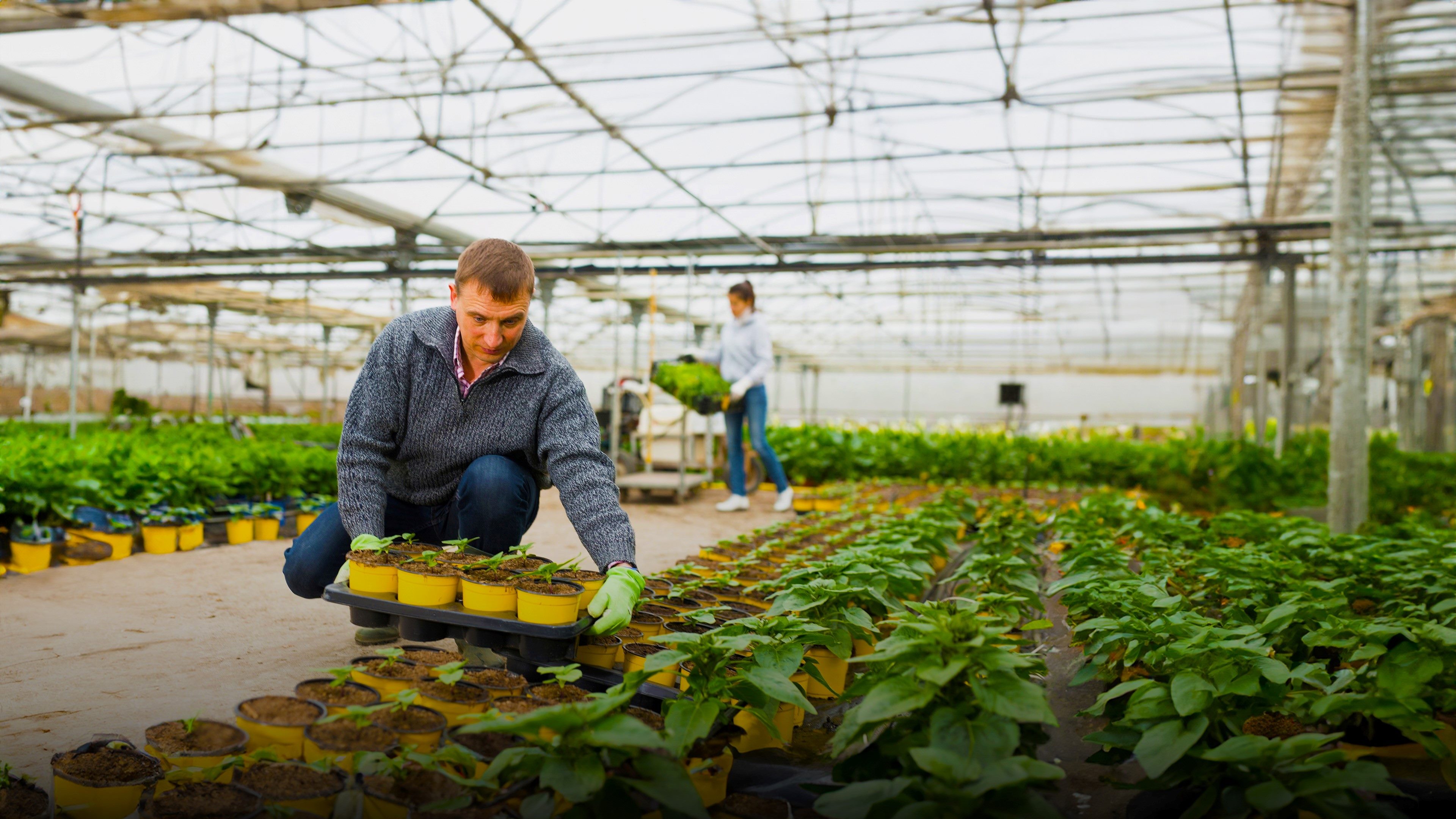 Image of a worker preparing floriculture products for transport