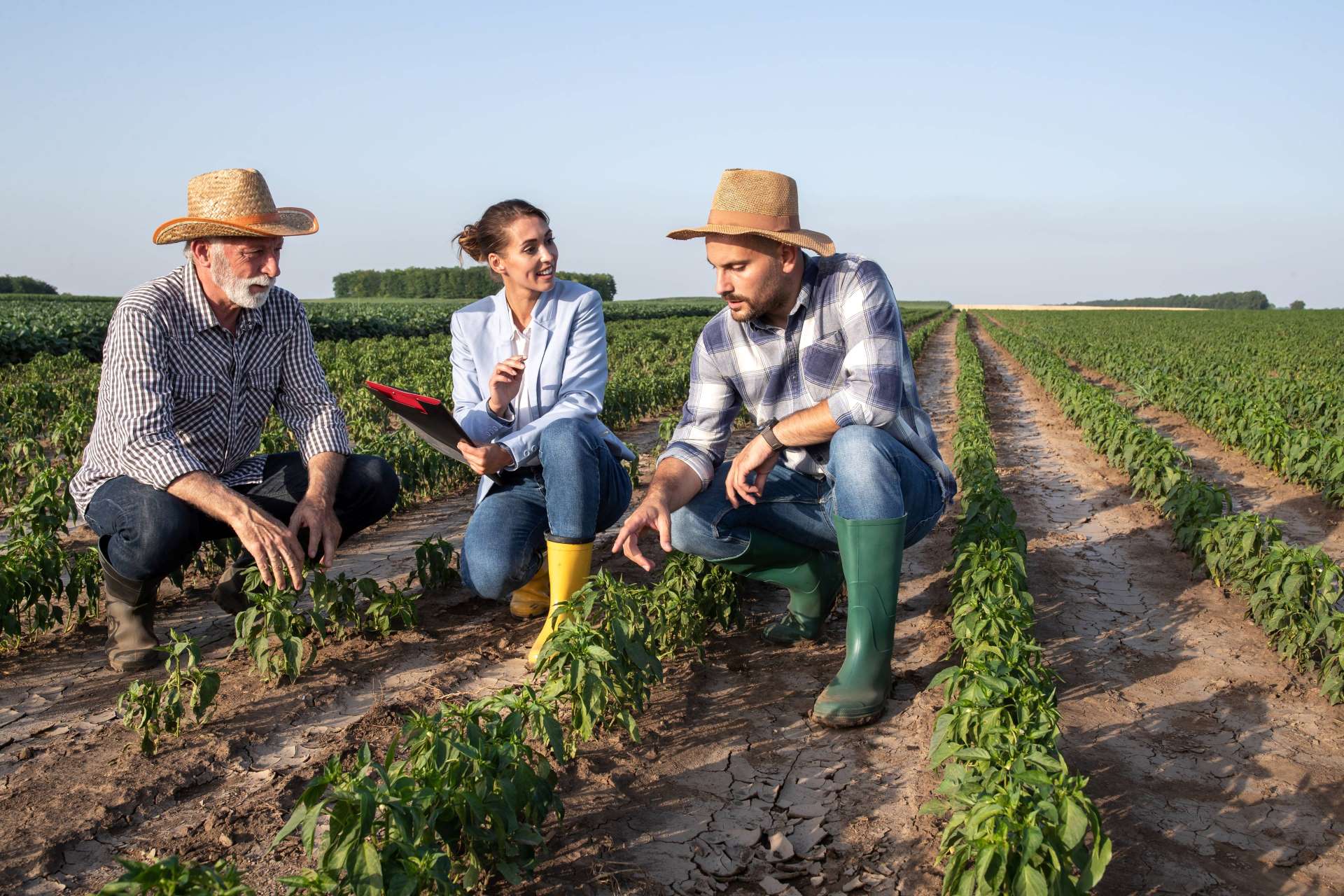 Image of three producers discussing farming methods in a field