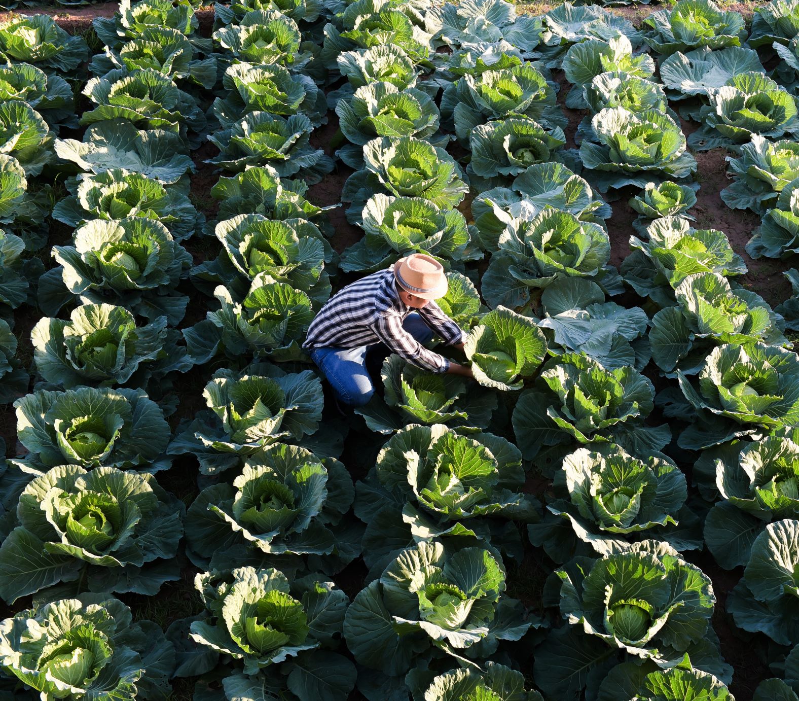 Image of a producer harvesting cabbages on a vegetable farm