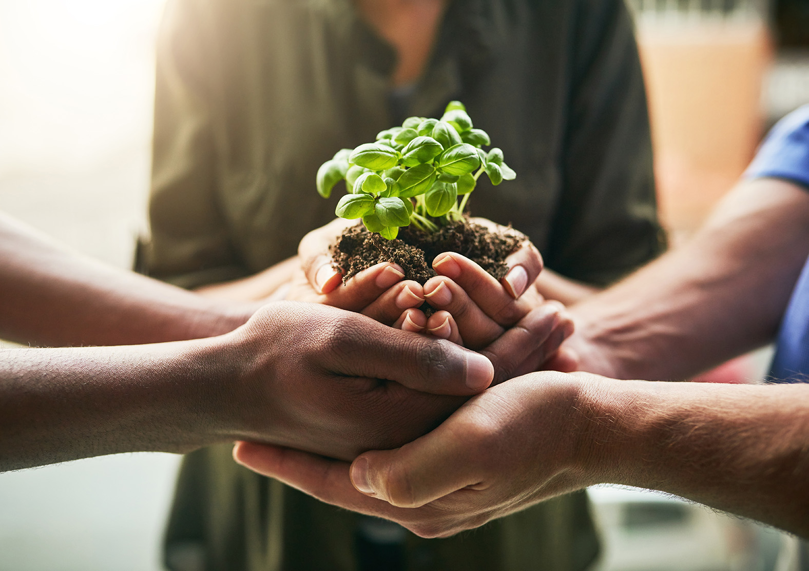Image of three diverse producers holding a young plant in their hands