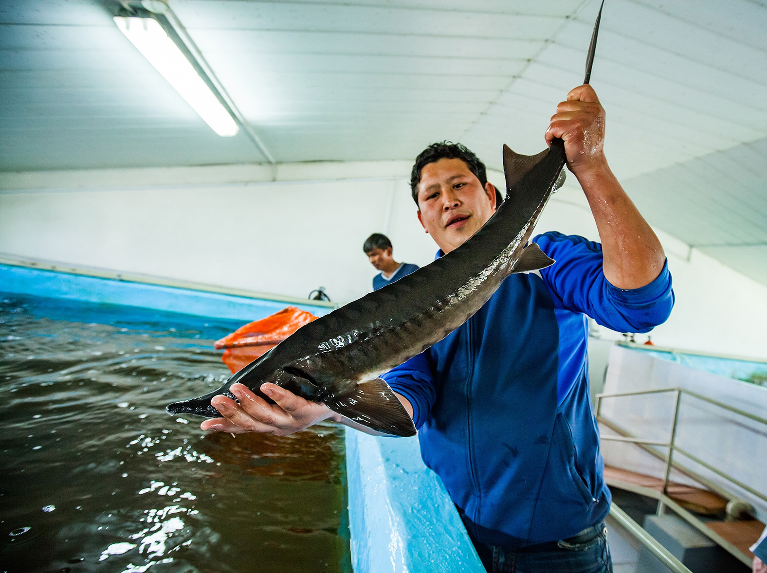 Image of an aquaculture producer inspecting fish health and welfare