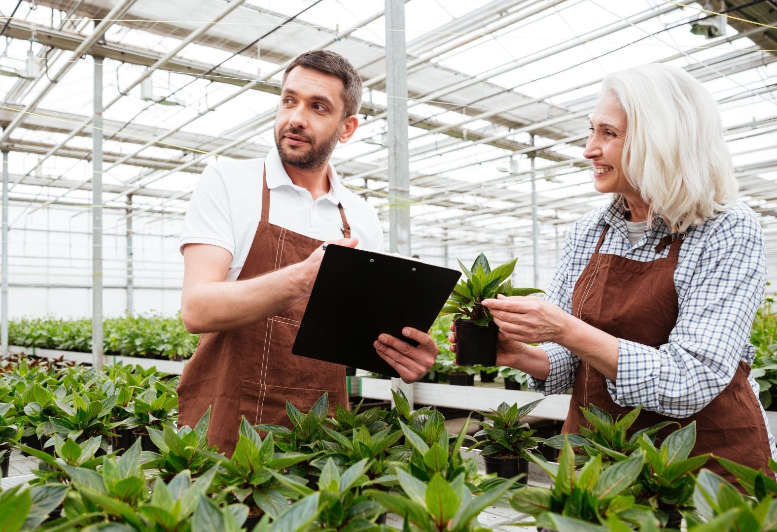 Image of two producers inspecting potted plants on a covered floriculture farm