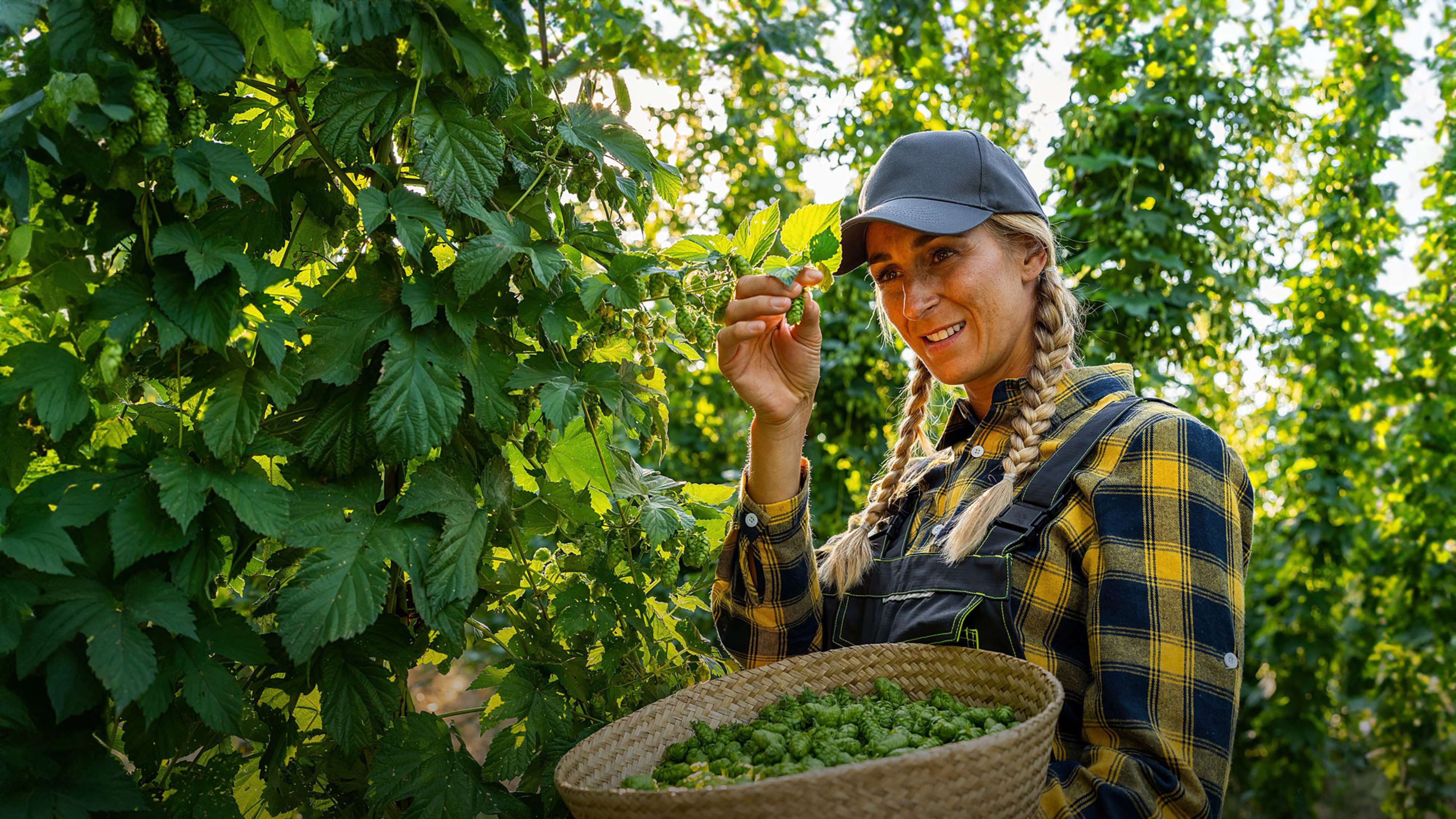 Image of a producer harvesting hops on a farm