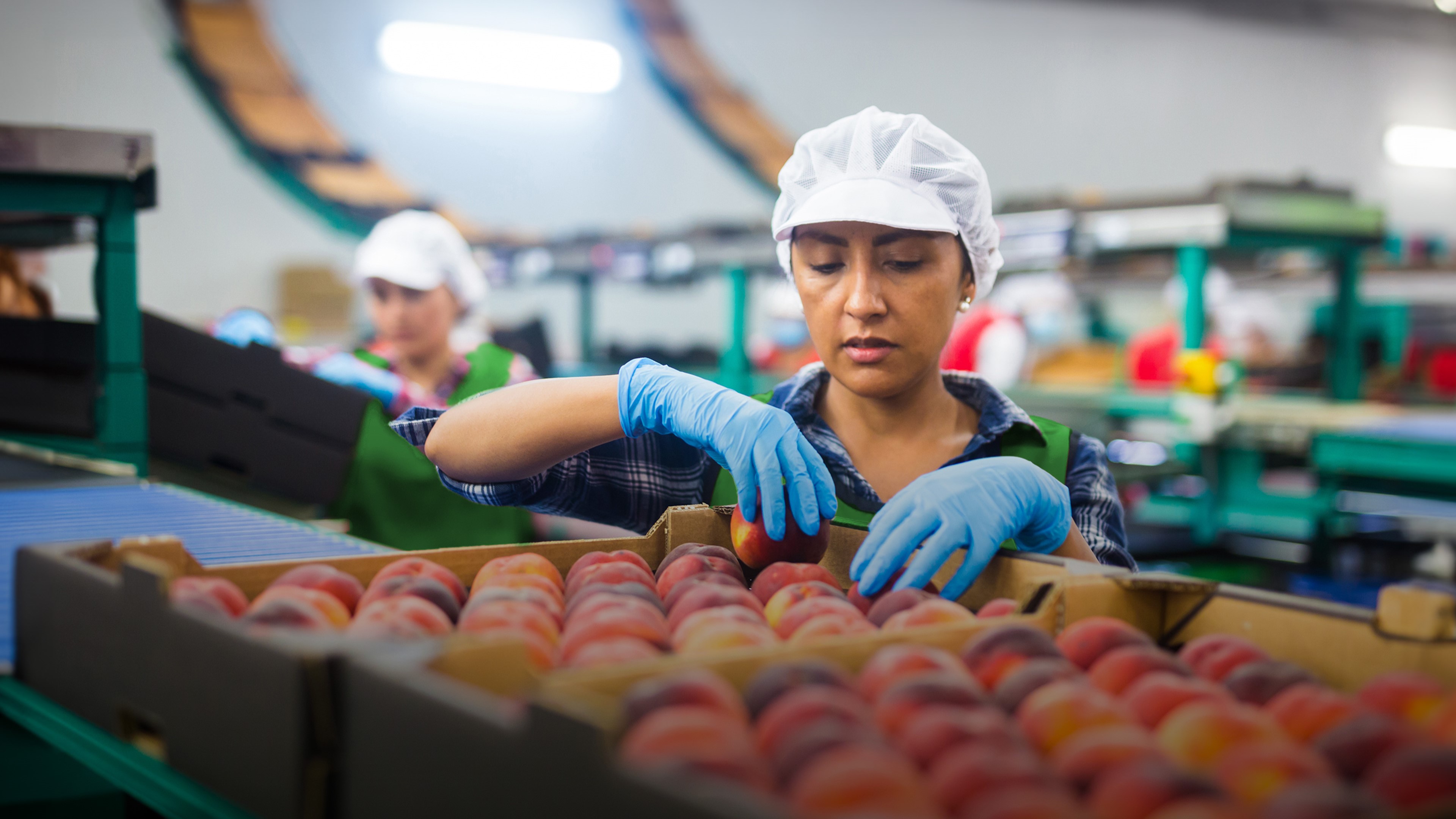 Image of farm workers packing fruit after harvest