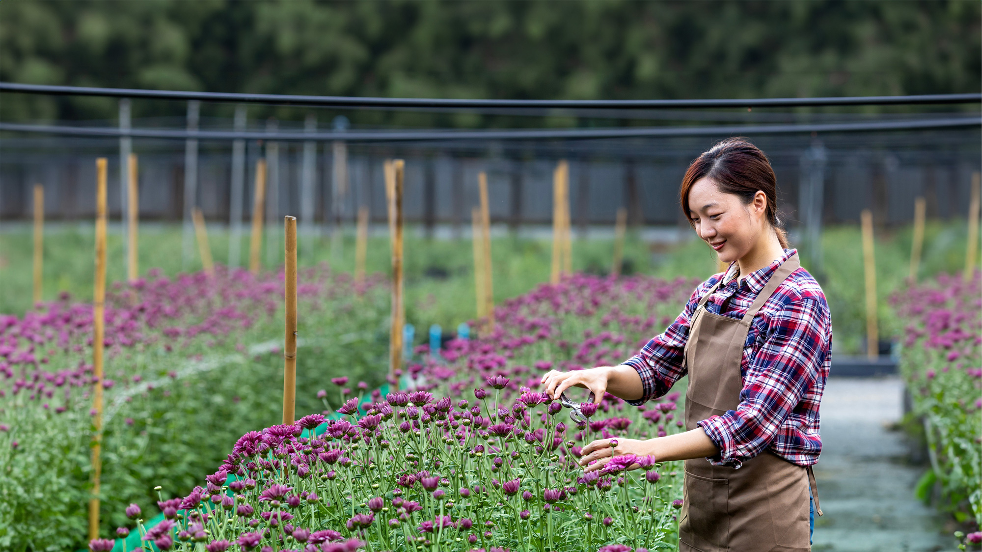 Image of a producer cutting chrysanthemum flowers