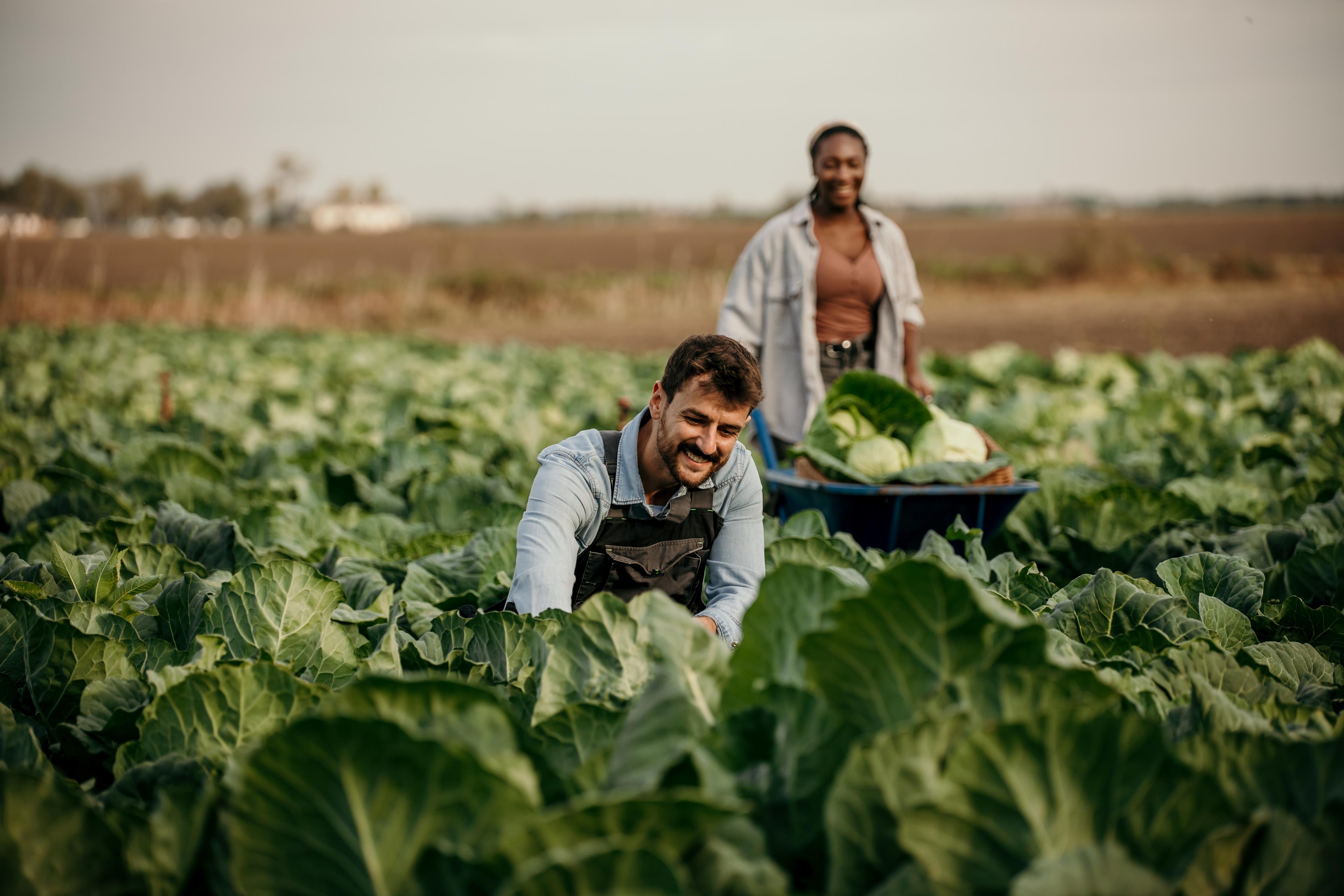 A man and woman working in a field to harvest cabbages.