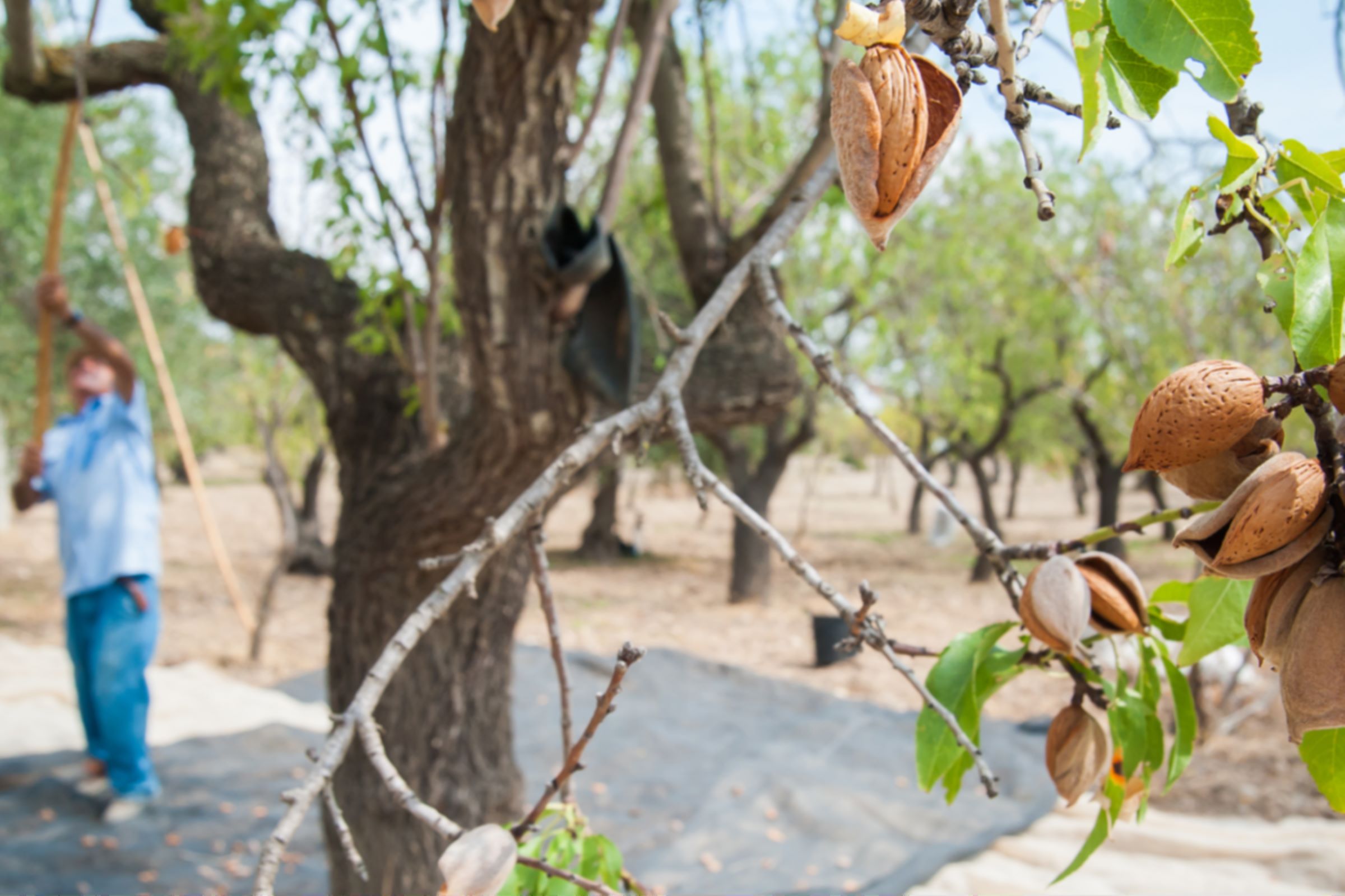 Image of an almond plantation in the USA