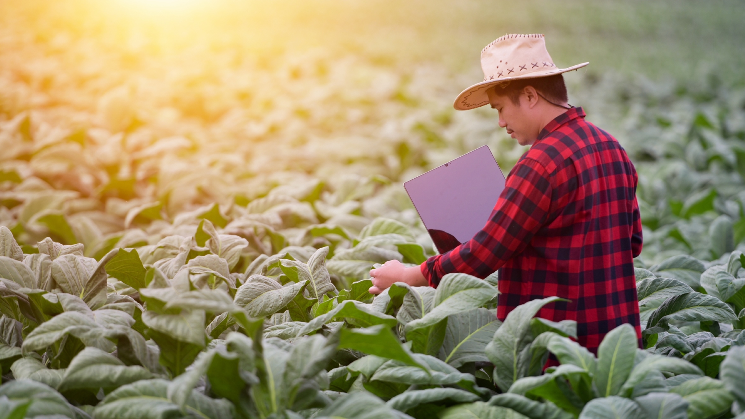 Image of a producer recording plant metrics in a field