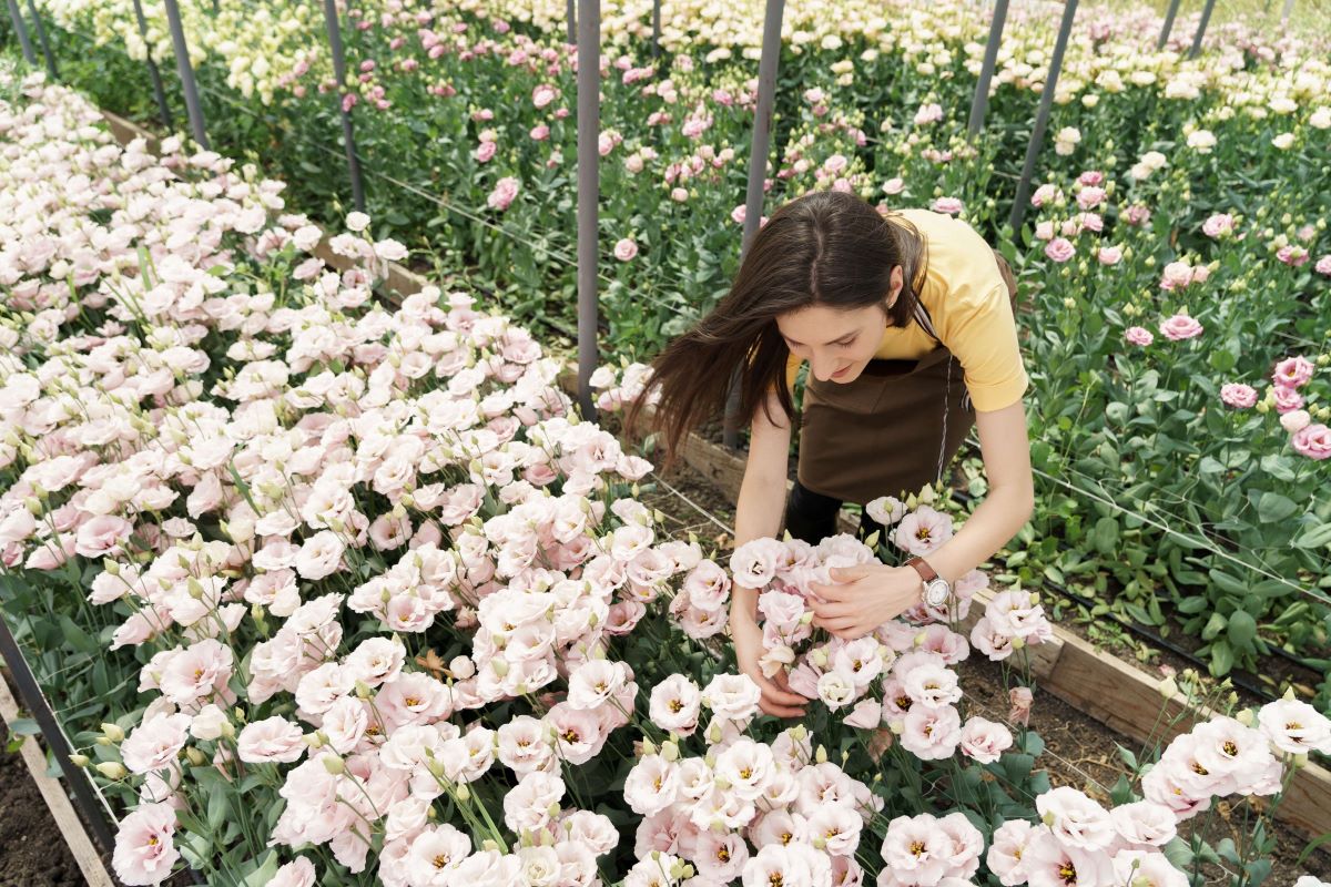 Young woman inspects flowers growing in a greenhouse