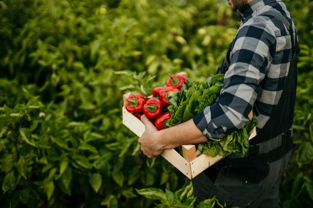 Organic farmer keeping freshly picked vegetables in an agricultural field.