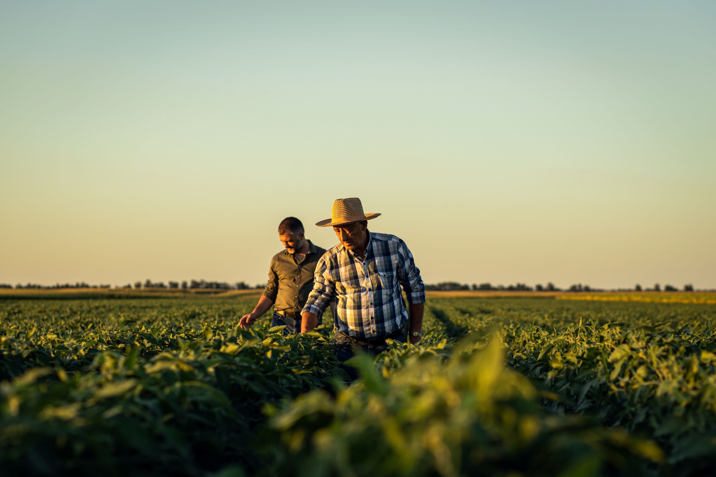 Two farmers standing in a field examining their crop under a clear sky.