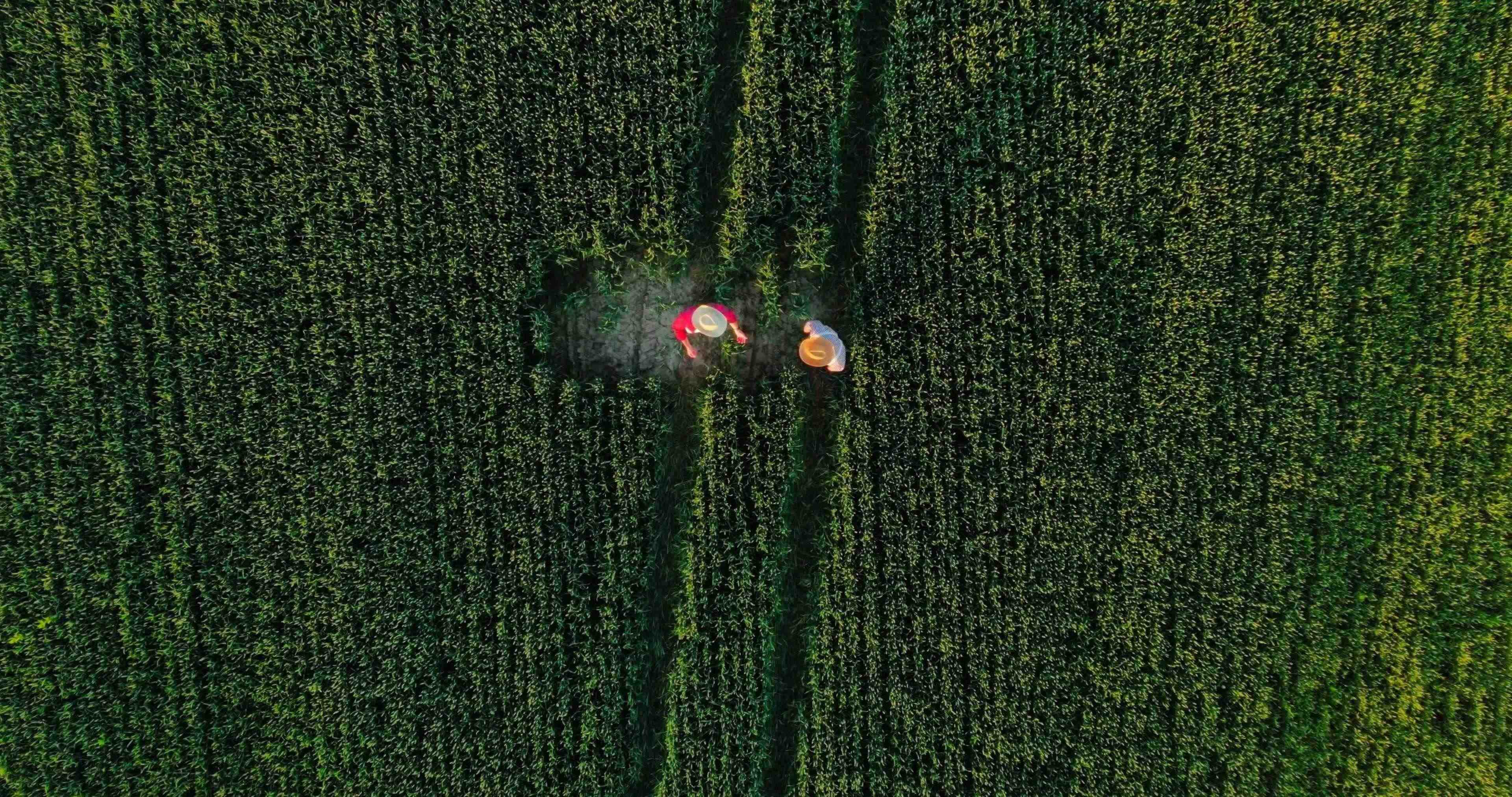 Arial view of farmers walking through vegetable farm conducting an audit.