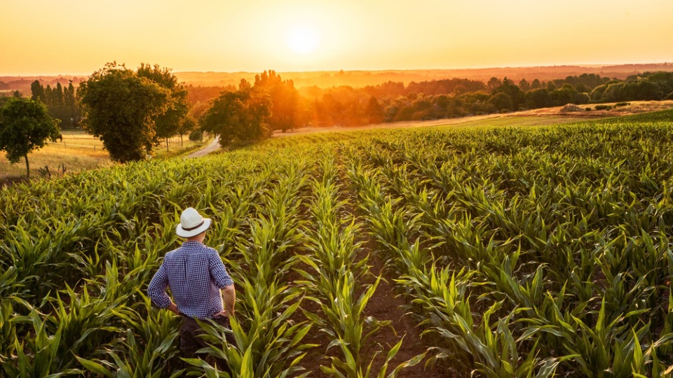 Farmer in the field during a sunset, article about GFSI recognition