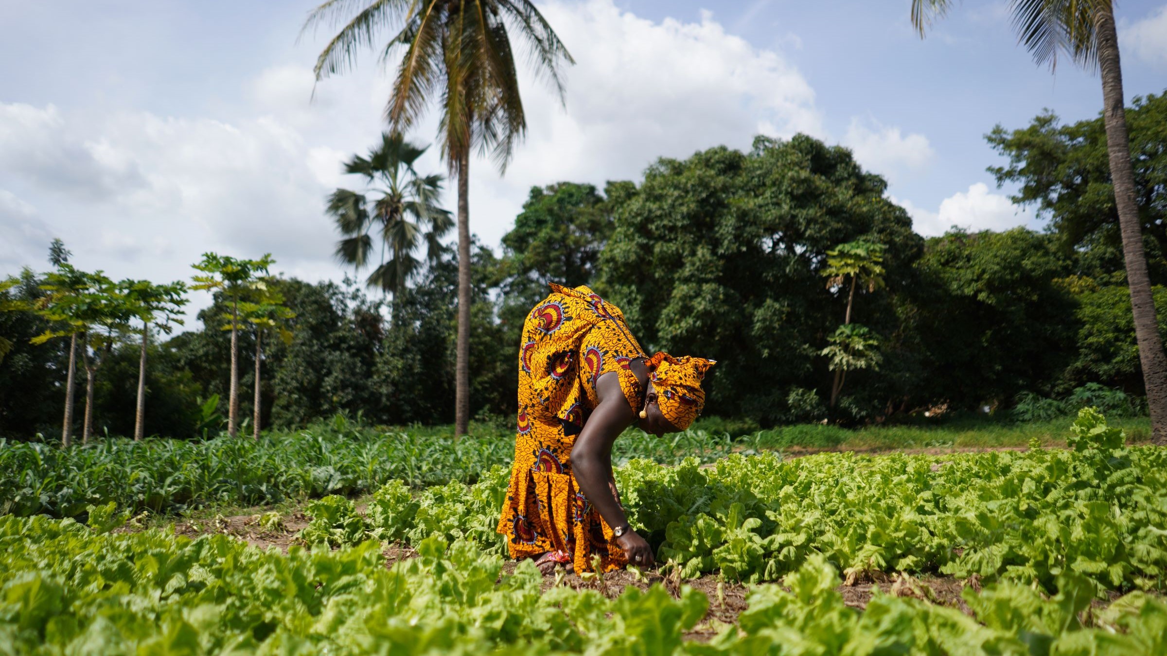 Women Farmers Working In A Salad Plantation In A West African Rural Community