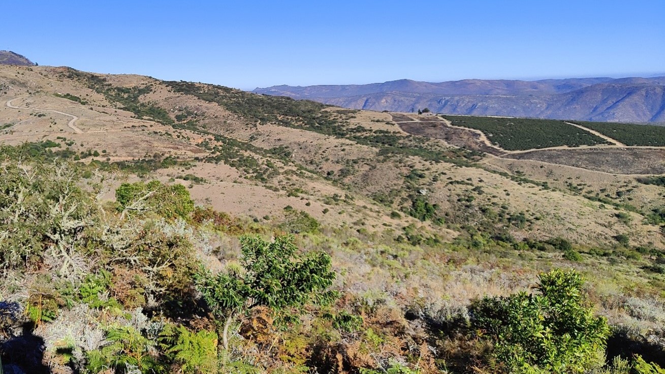 Re-established biodiverse and critically endangered Woodbush Granite Grasslands have returned to a site previously overgrown by invasive trees. Lower down ZZ2 avocado orchards are visible, with the agriculturally important Koedoesriver Valley in the distance